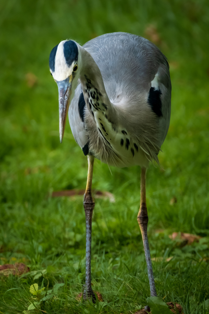 Reiher im Schweriner Schlossgarten