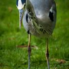 Reiher im Schweriner Schlossgarten