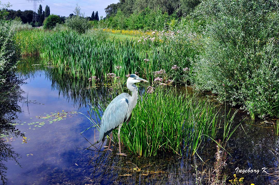 Reiher im Sommer Biotop