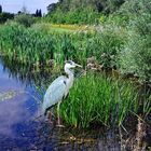 Reiher im Sommer Biotop