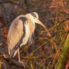 Reiher im Sonnenlicht