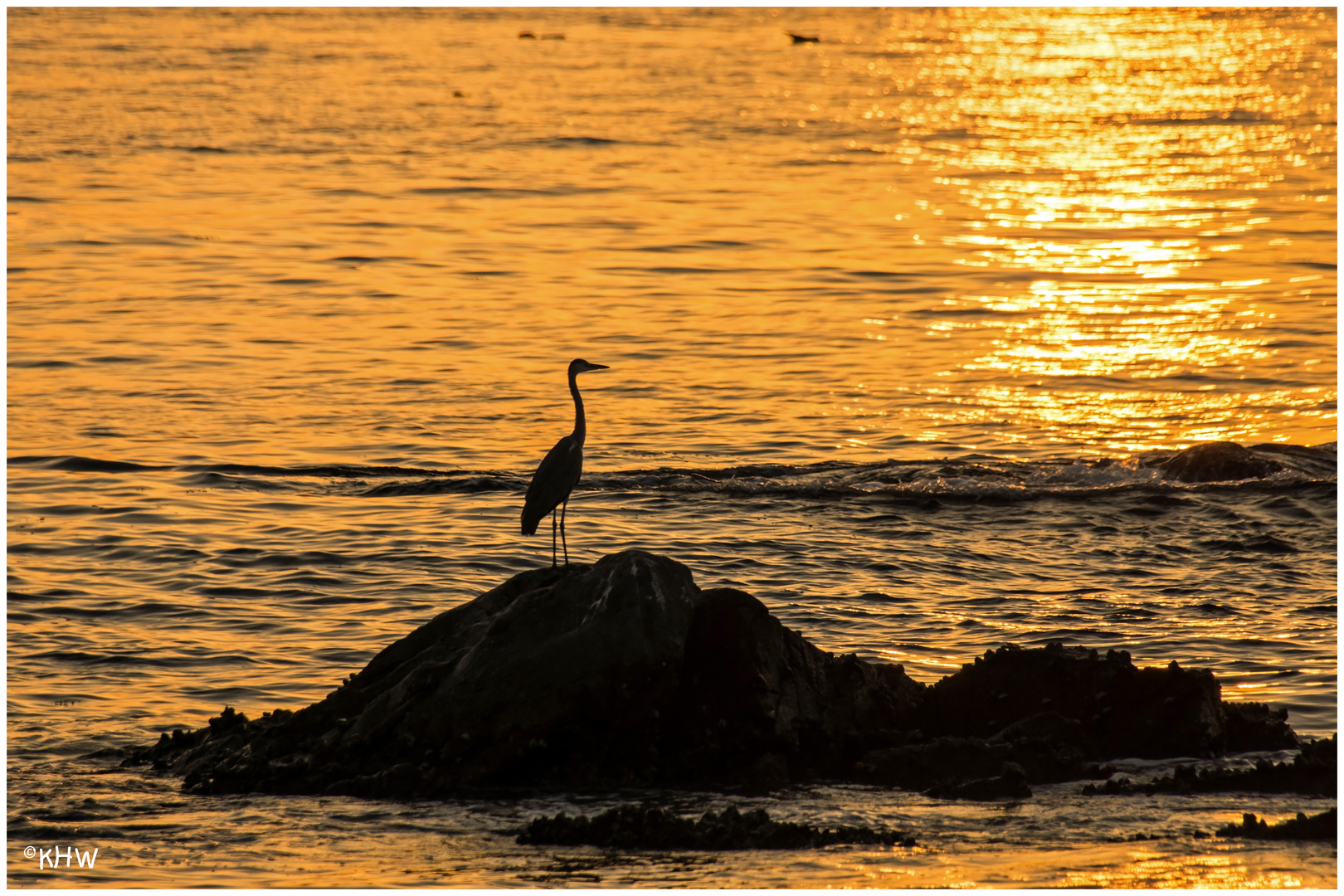 Reiher im Sonnenuntergang