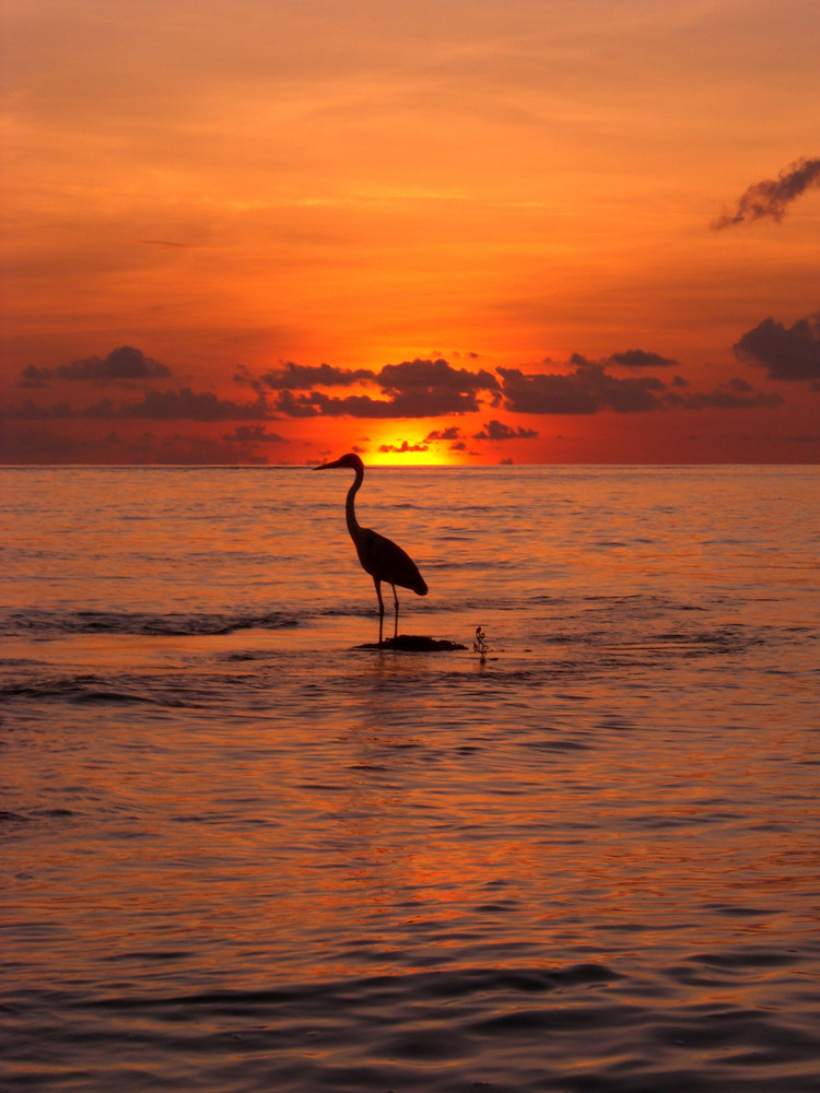 Reiher im Sonnenuntergang