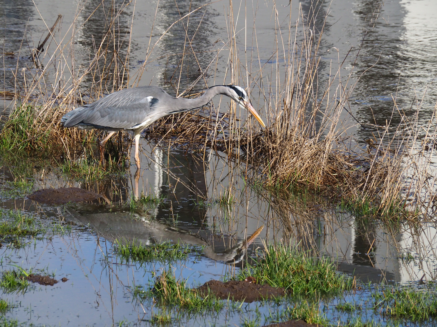 Reiher im Spiegel