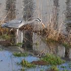 Reiher im Spiegel