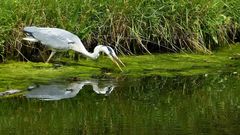 Reiher im Spiegel