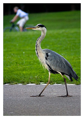 Reiher im Stadtpark