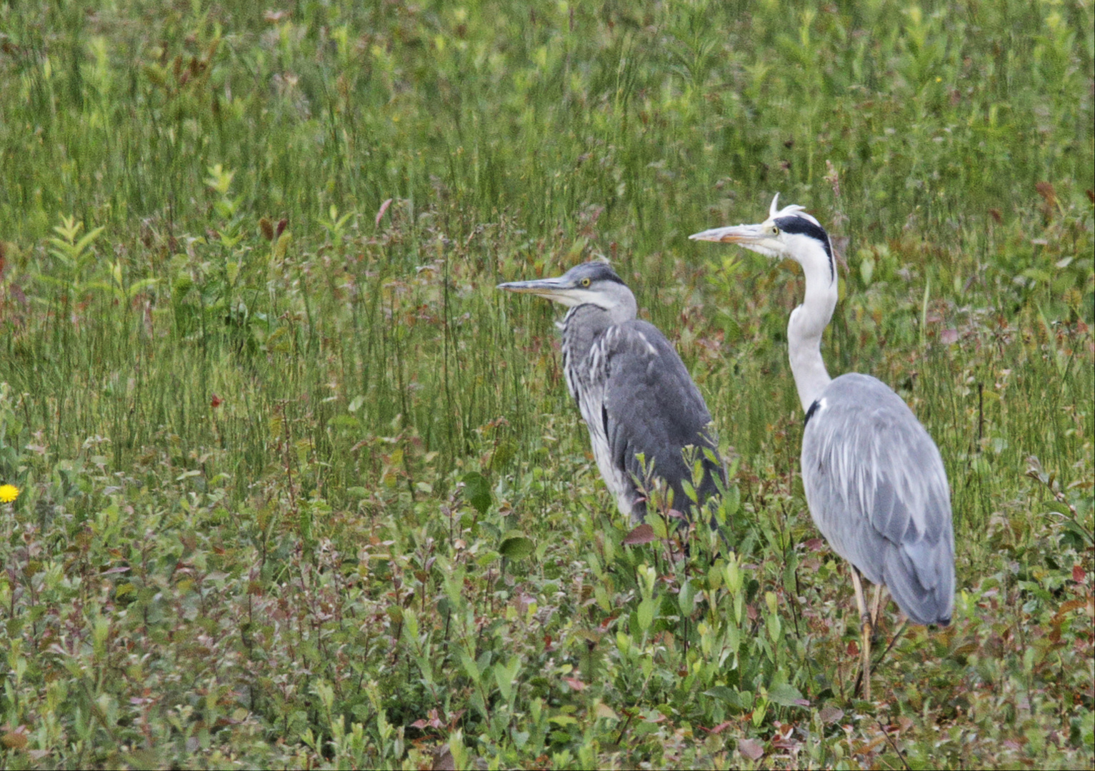 Reiher im Steinhorster Becken