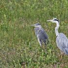 Reiher im Steinhorster Becken