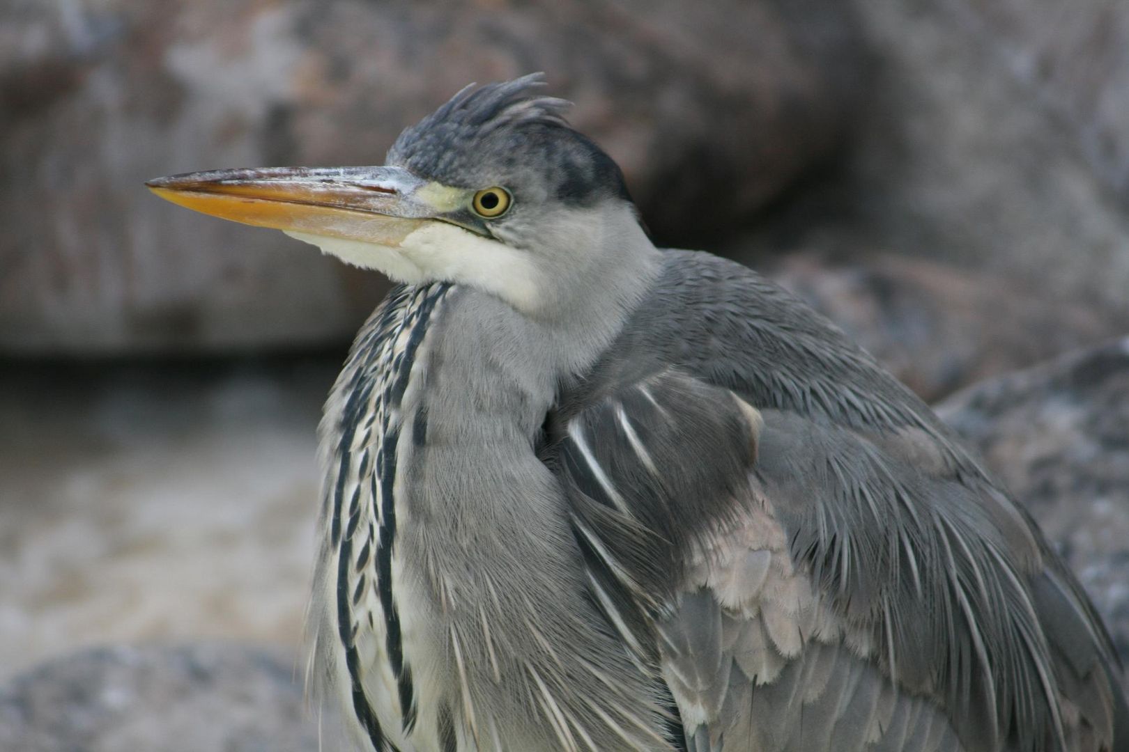 Reiher im Stuttgarter Zoo