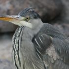 Reiher im Stuttgarter Zoo