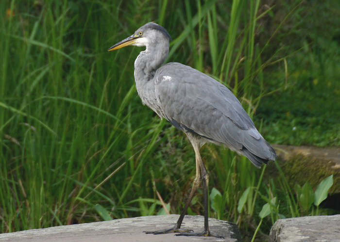 Reiher im Südpark