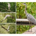 Reiher im Südpark