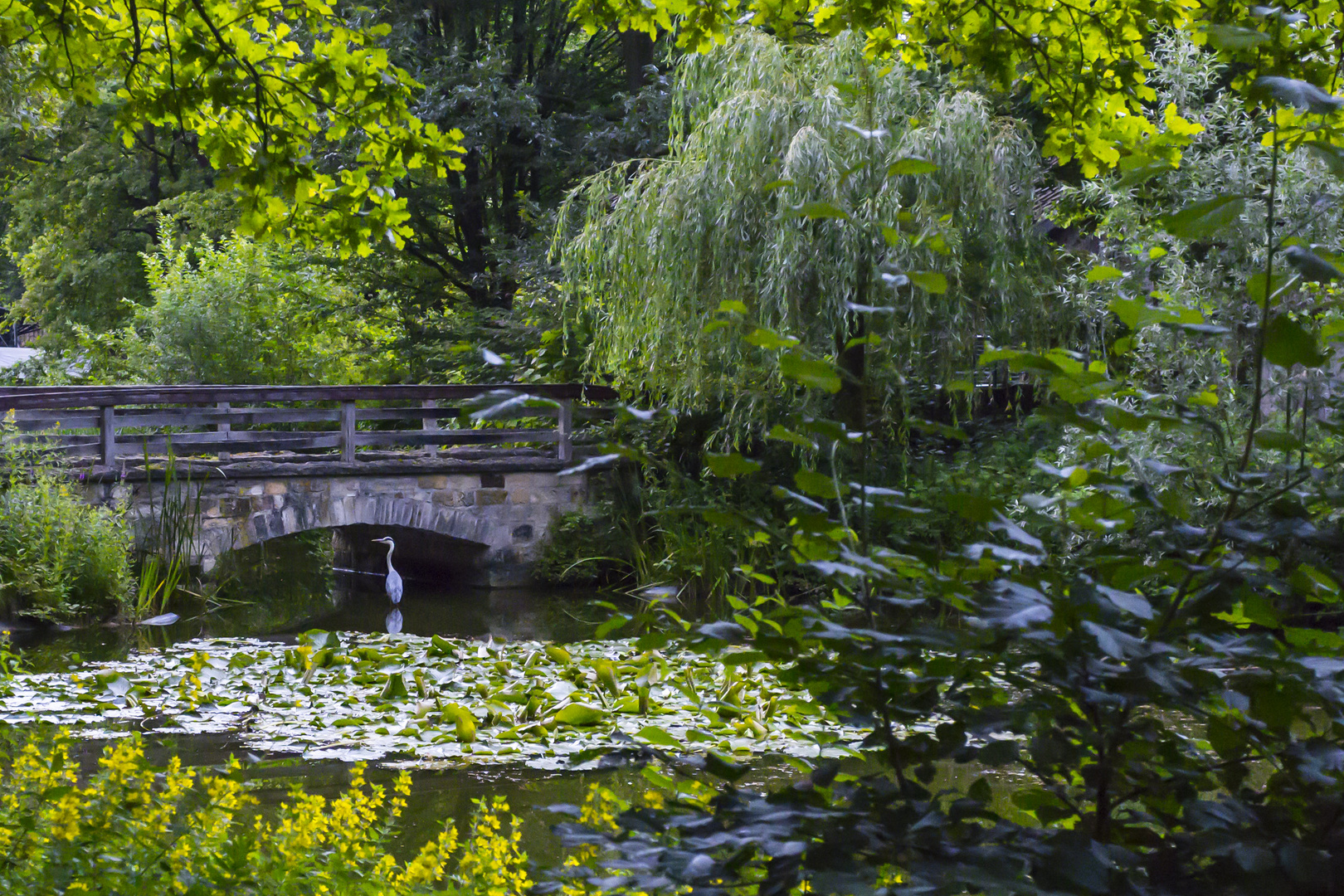 Reiher im Teich