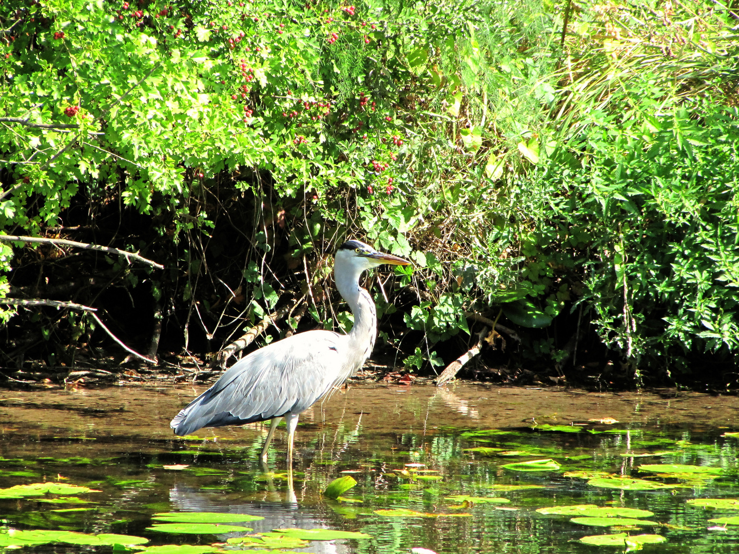 Reiher im Teich Haselhorst