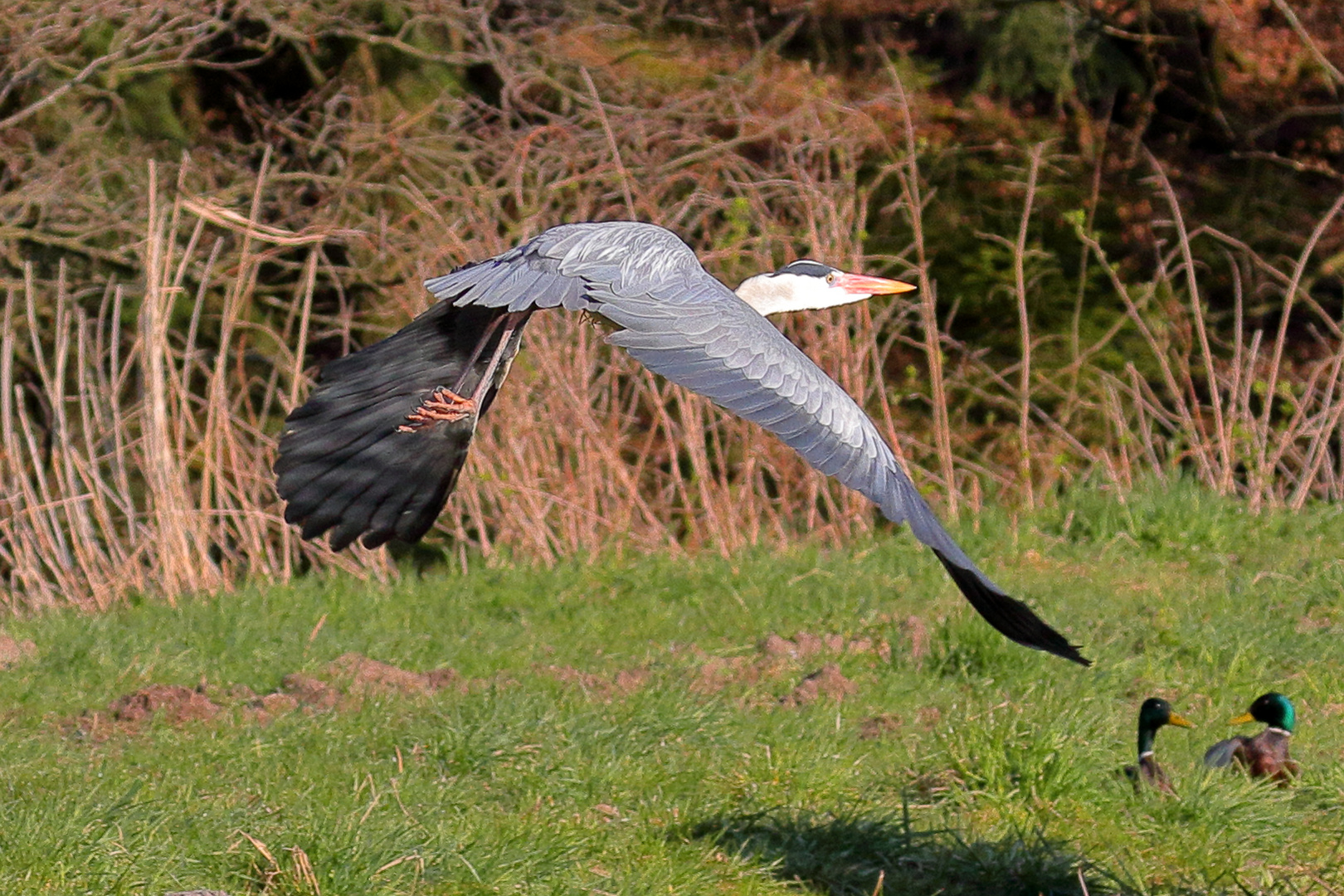 Reiher im Tiefflug