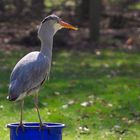 Reiher im Tierpark Tannenbusch