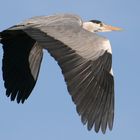 Reiher im Überflug