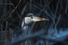 Reiher im Uferschilf