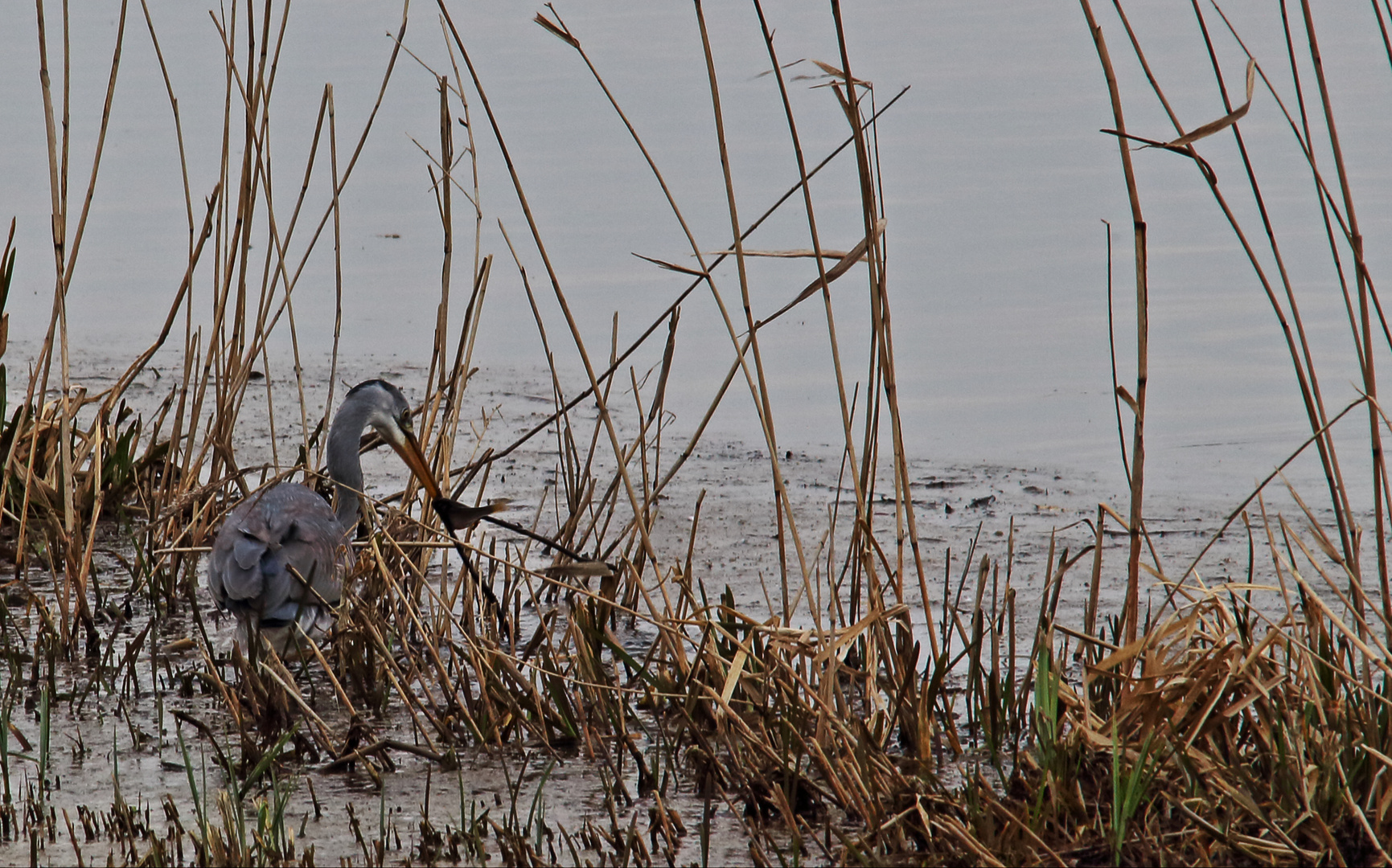 Reiher im Versmolder Bruch