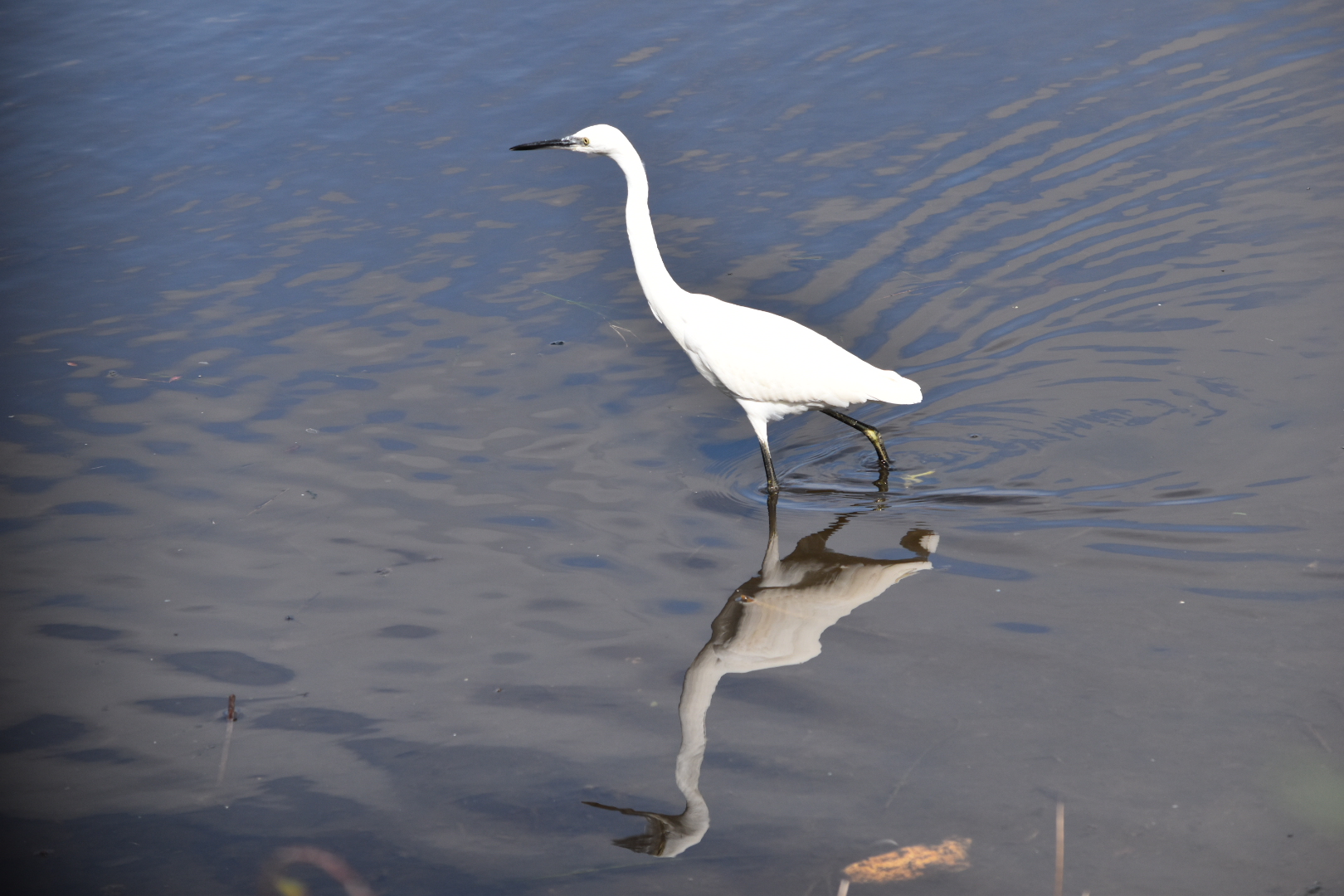 Reiher im Vogelschutzreservat Palud 