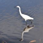 Reiher im Vogelschutzreservat Palud 