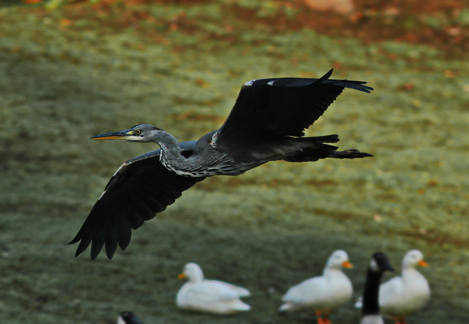 Reiher im vorbei Flug