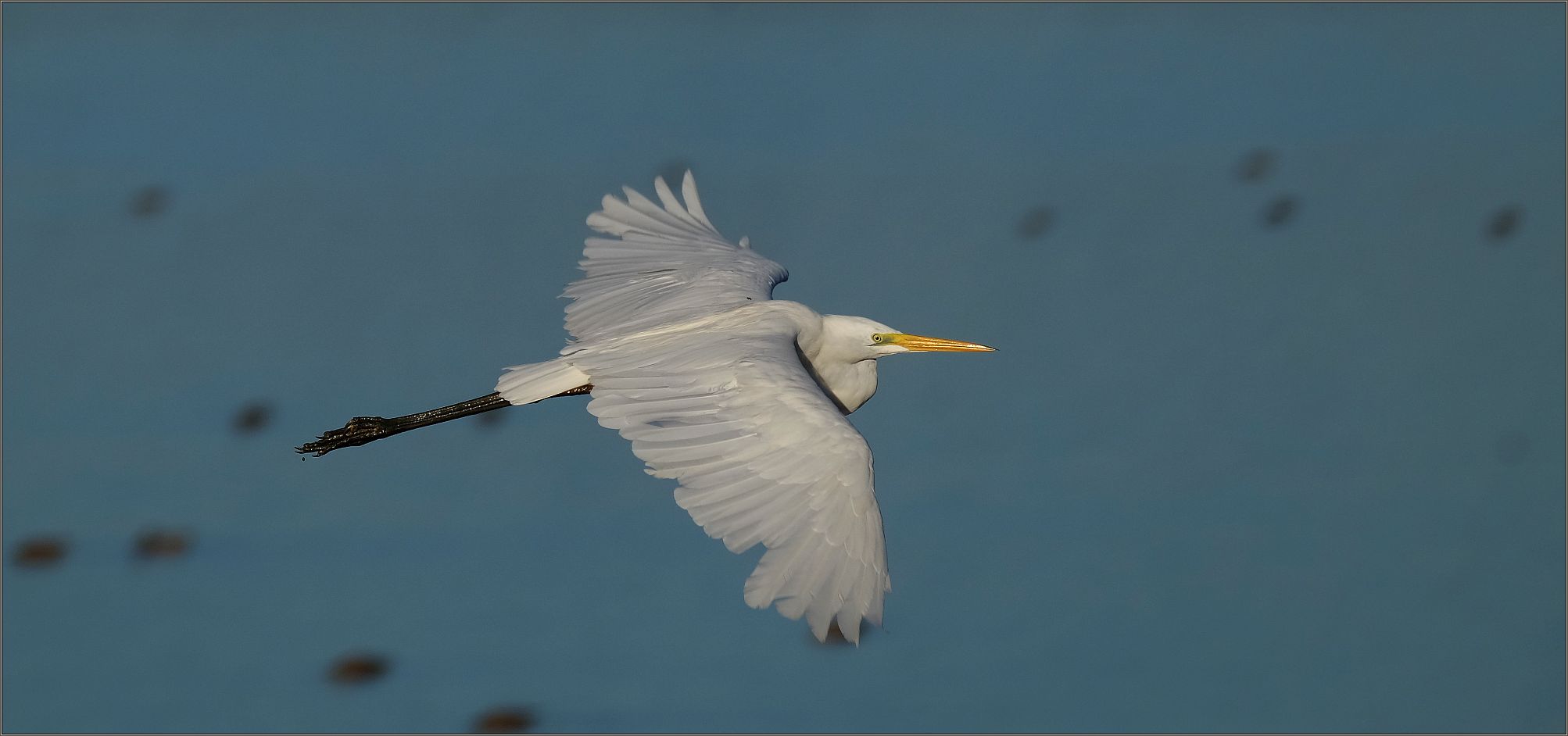 Reiher im Vorbeiflug