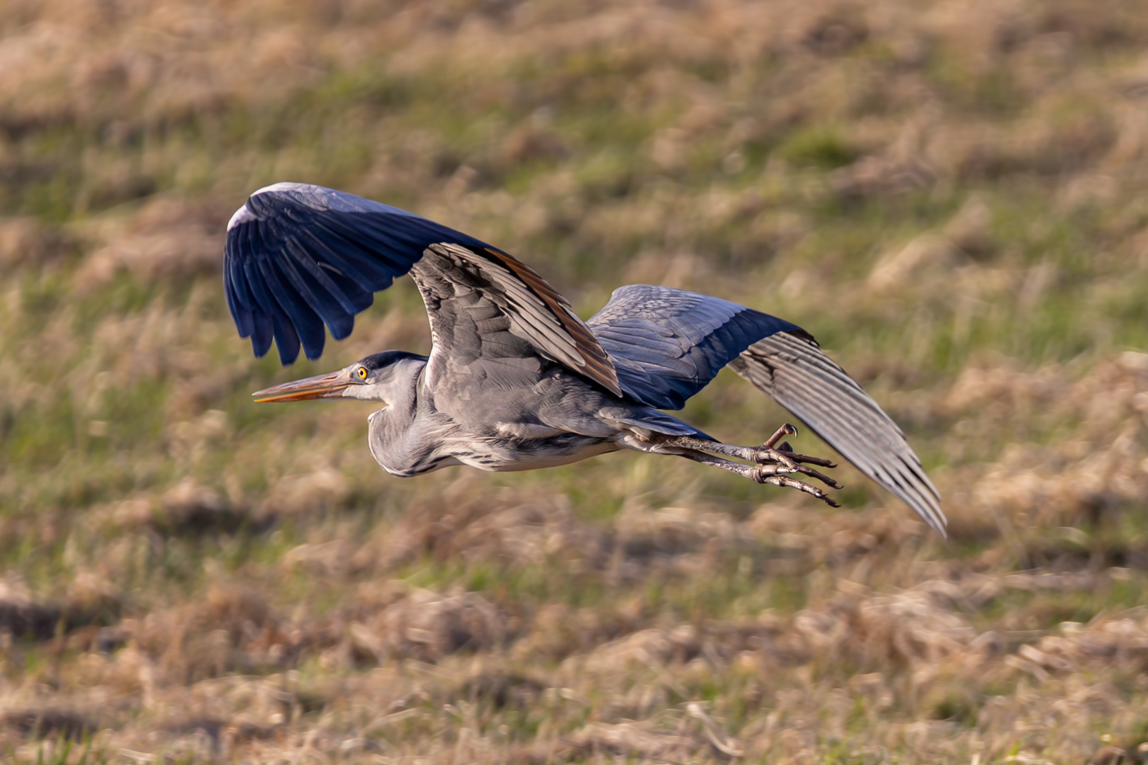 Reiher im Vorbeiflug