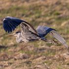 Reiher im Vorbeiflug