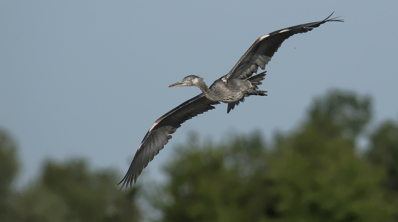 Reiher im Vorbeiflug