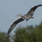 Reiher im Vorbeiflug