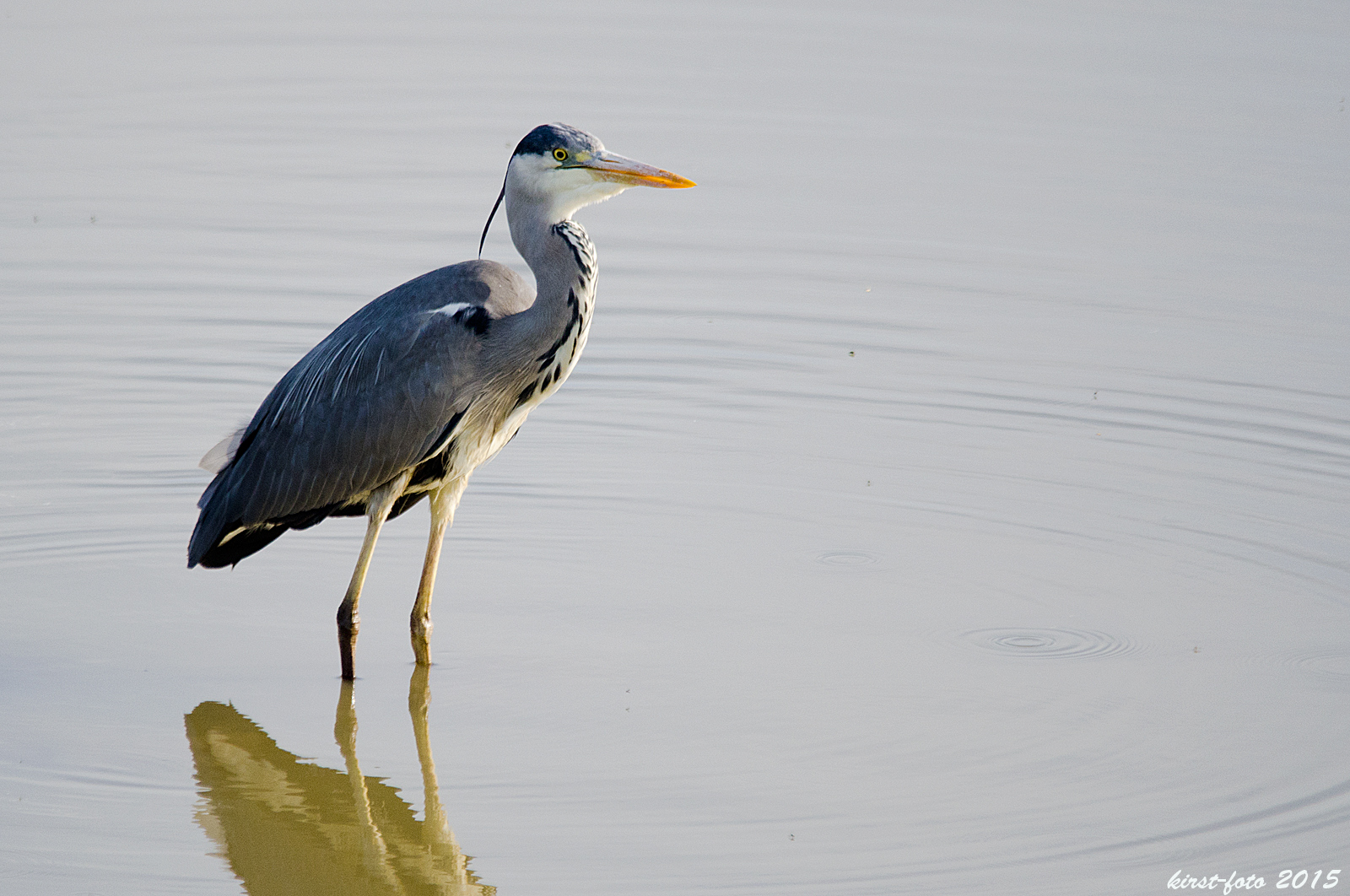 Reiher im Wasser