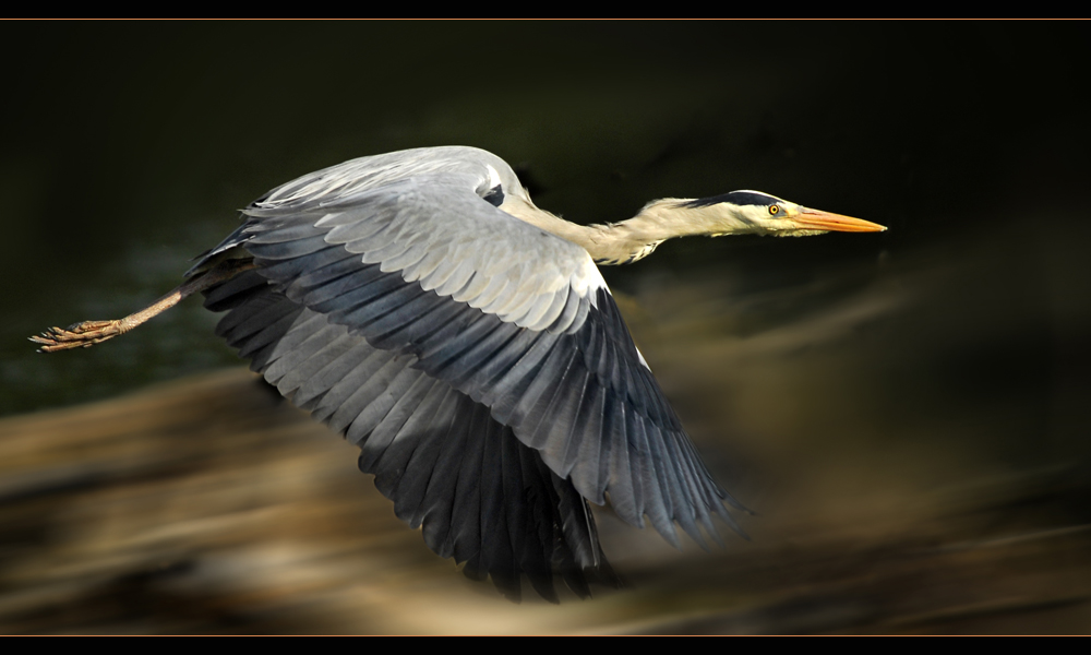 Reiher im Wasserpark