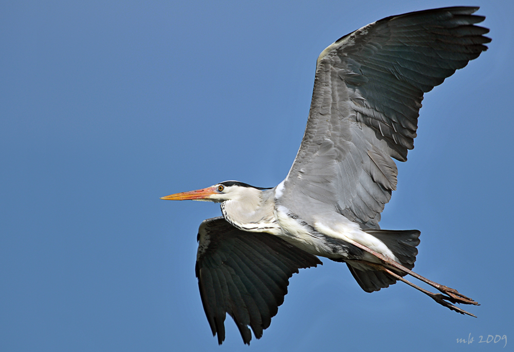 Reiher im Wasserpark