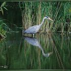 Reiher im Weiher