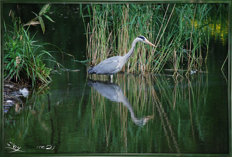 Reiher im Weiher