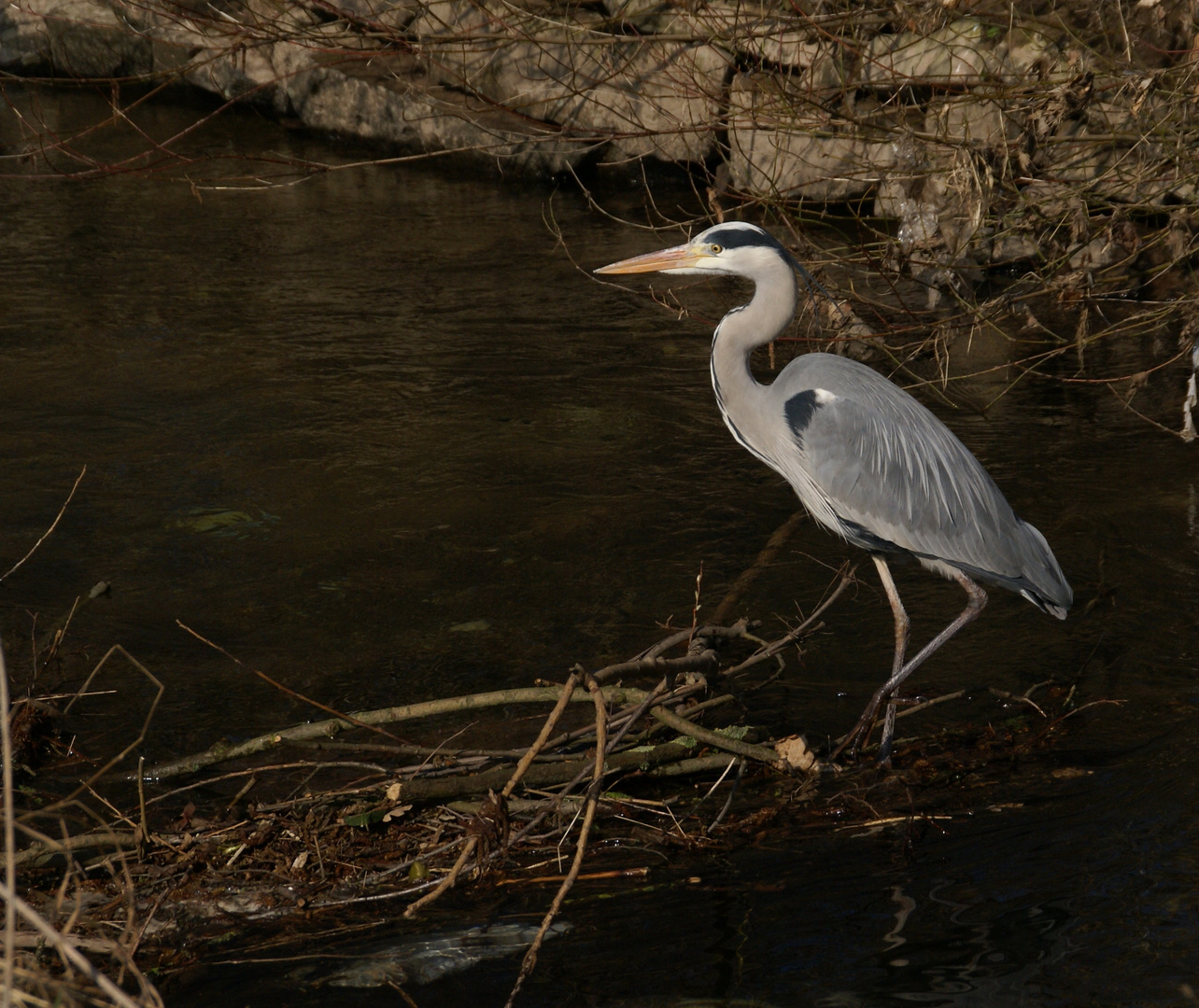 Reiher im Weiherfeld