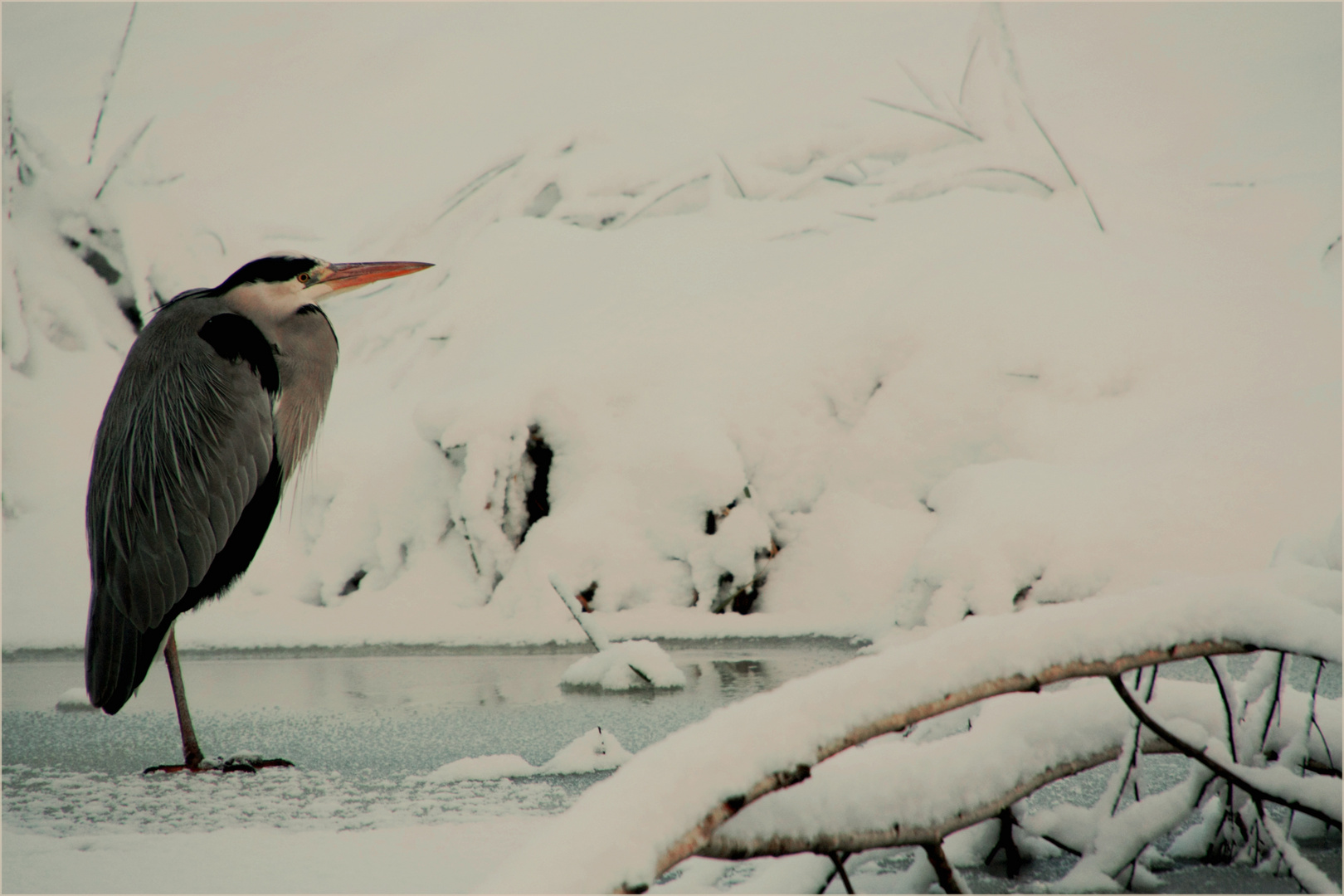 Reiher im Winter