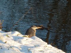 Reiher im Winter 2014