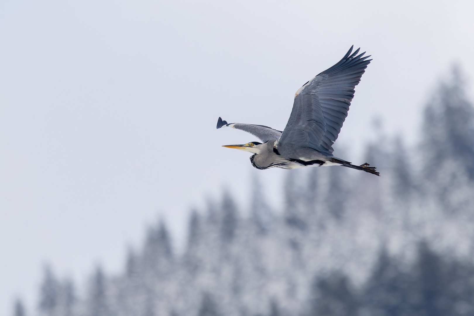 Reiher im Winter