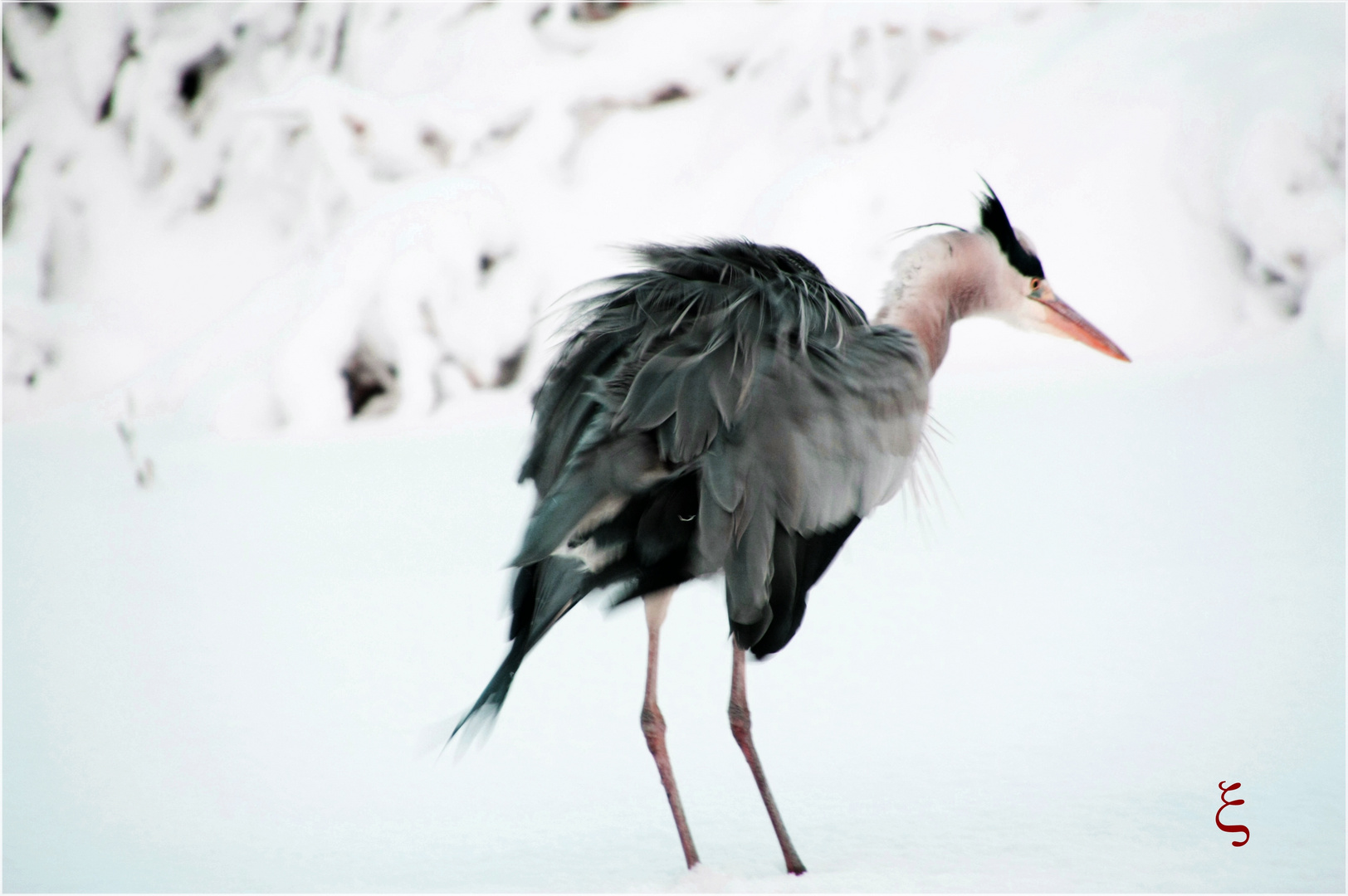 .Reiher im Winter.