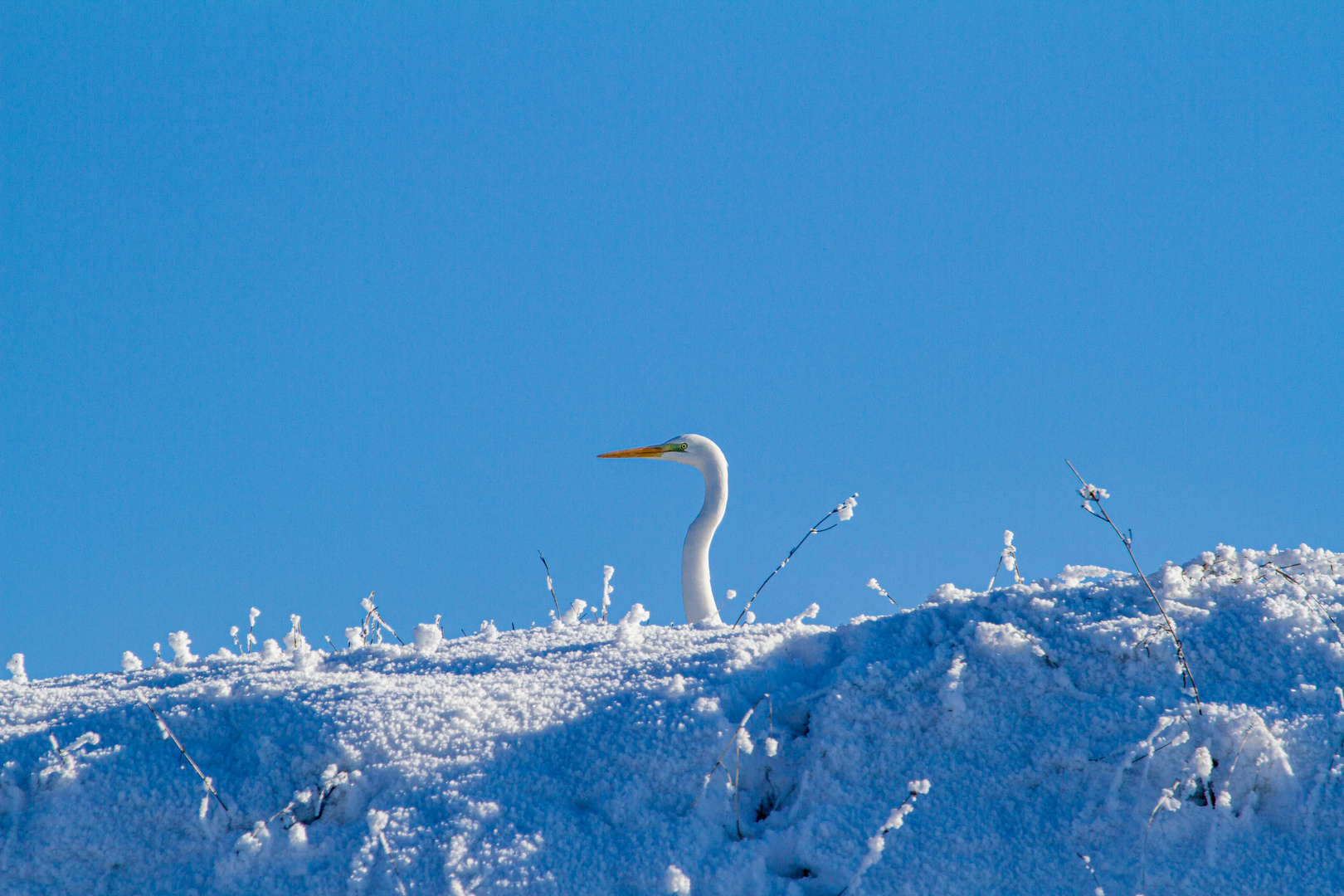 Reiher im Winter