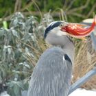 Reiher im Winter beim Goldfisch fischen