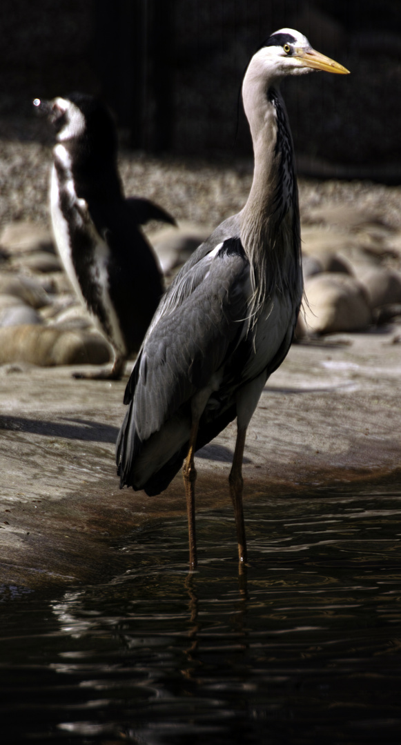 Reiher im Zoo Karlsruhe