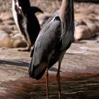 Reiher im Zoo Karlsruhe