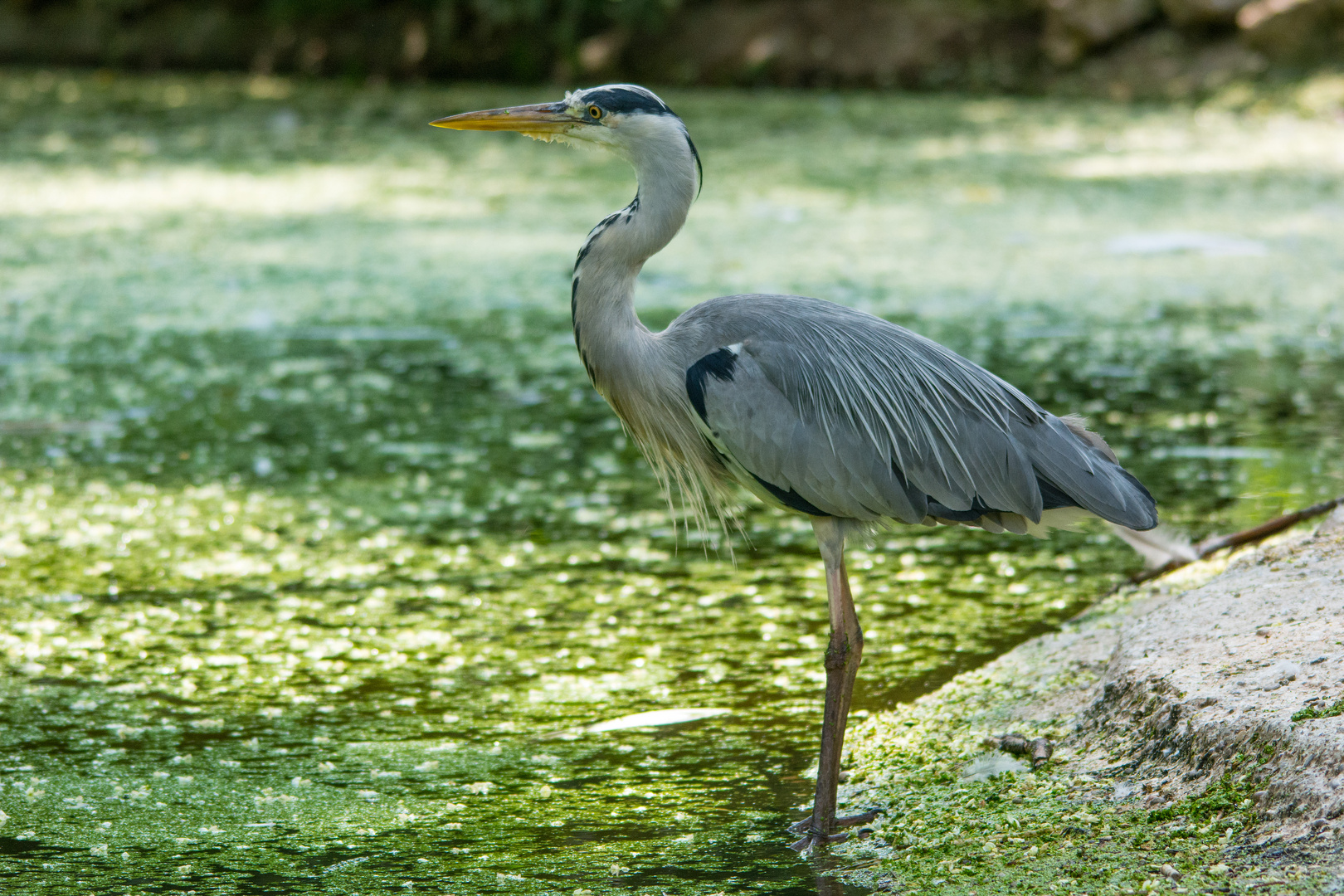 Reiher im Zoo Mulhouse