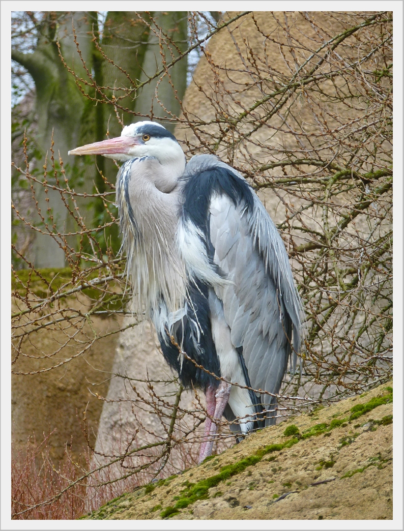 Reiher im Zoo Wuppertal