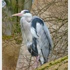 Reiher im Zoo Wuppertal