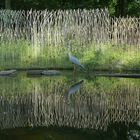 Reiher im ZOOM Erlebnispark, Gelsenkirchen